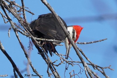 Grand Pic (Pileated Woodpecker)