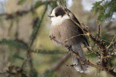 Msangeai du Canada (Gray jay)