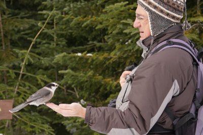 Msangeai du Canada (Gray jay)