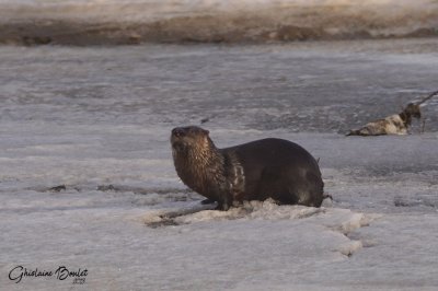 Loutre de rivire