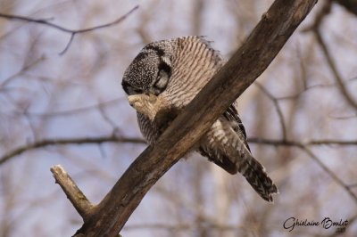 Chouette pervire (Northern Hawk-Owl)