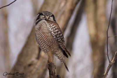 Chouette pervire (Northern Hawk-Owl)