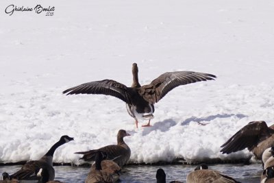 Oie rieuse (Greater White-fronted Goose)