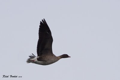 Oie  bec court (Pink-footed Goose)