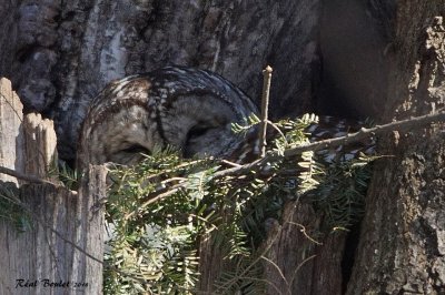 Chouette raye (Barred Owl)