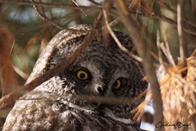 Chouette lapone (Great Gray Owl)