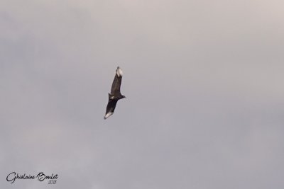 Urubu noir (Black Vulture)