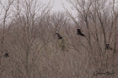 Urubu noir (Black Vulture)