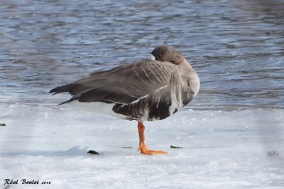 Oie rieuse (Greater White-fronted Goose)