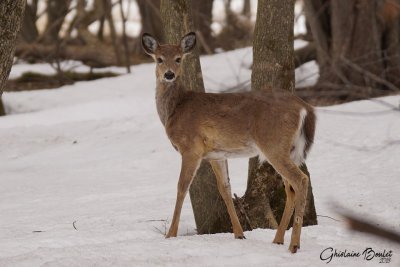 Cerf de Virginie