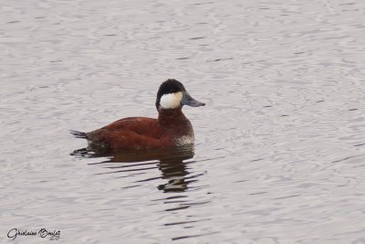 rismature rousse (Ruddy Duck)