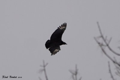 Urubu noir (Black Vulture)