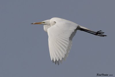 Grande Aigrette (Great Egret) 