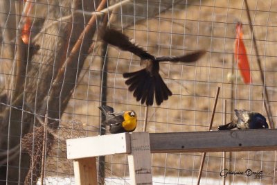 Carouge  tte jaune (Yellow-headed Blackbird)