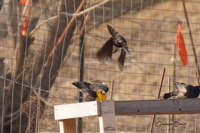 Carouge  tte jaune (Yellow-headed Blackbird)