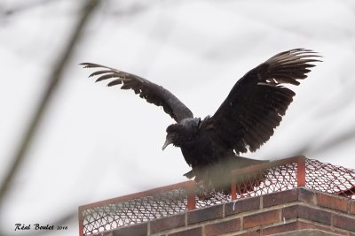 Urubu noir (Black Vulture)