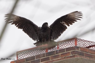 Urubu noir (Black Vulture)