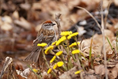 Bruant familier (Chipping Sparrow)