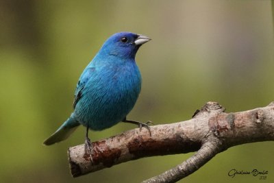 Passerin indigo (Indigo Bunting) 