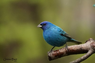 Passerin indigo (Indigo Bunting) 