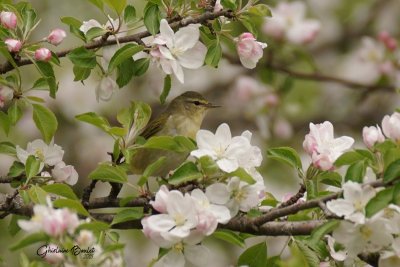 Paruline obscure (Tennessee Warbler)