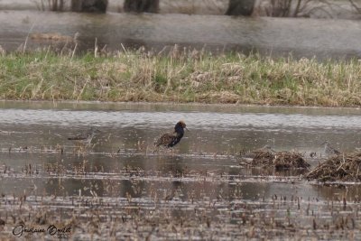 Combattant vari (Ruff)