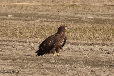 5 de 5 Pygargue à tête blanche (Bald Eagle)