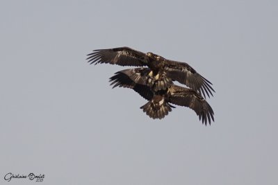 4 de 5 Pygargue à tête blanche (Bald Eagle)