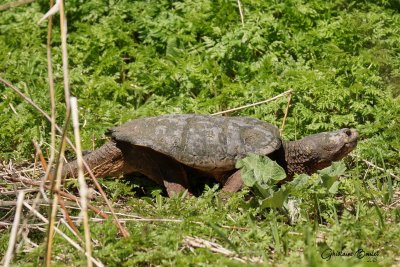 Tortue serpentine