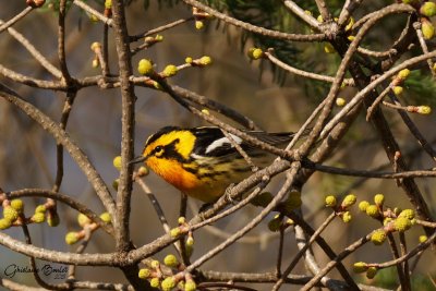 Paruline  gorge orange (Blackburnian Warbler)