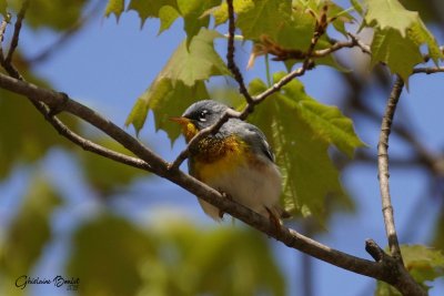 Paruline  collier (Northern Parula)