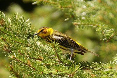 Paruline tigre (Cape May Warbler) 