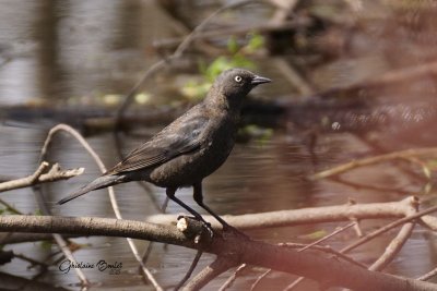 Quiscale rouilleux (Rusty Blackbird)