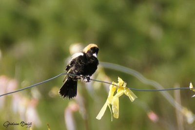 Goglu des prs (Bobolink)