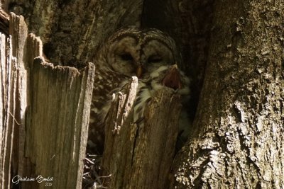 Chouette raye (Barred Owl)