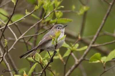 Gobemoucheron gris-bleu (Blue-gray Gnatcatcher)