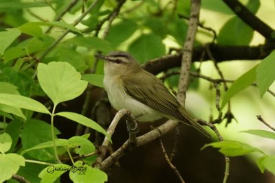 Viro aux yeux rouges (Red-eyed Vireo)