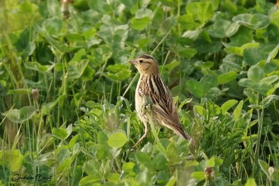 Goglu des prés (Bobolink)