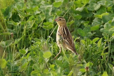 Goglu des prés (Bobolink)