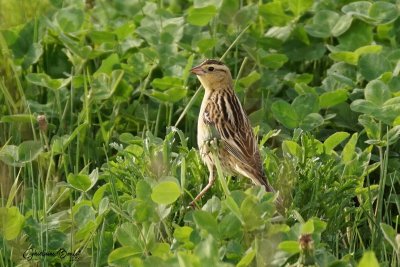 Goglu des prs (Bobolink)