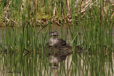 Grbe  bec bigarr (Pied-billed Grebe)