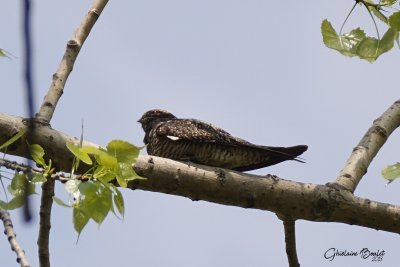 Engoulevent d'Amrique (Common Nighthawk)