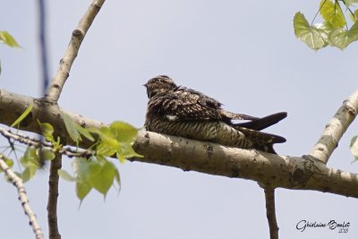 Engoulevent d'Amrique (Common Nighthawk)