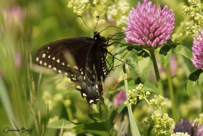 Papillon du cleri