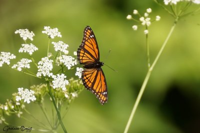 Mimique ou Vice-roi - Limenitis archippus