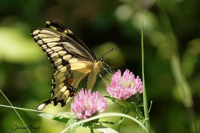 Grand Porte-Queue - Papilio cresphontes