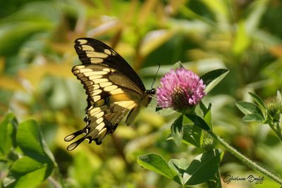 Grand Porte-Queue - Papilio cresphontes