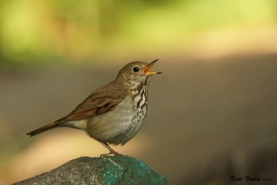 Grive solitaire (Hermit Thrush)
