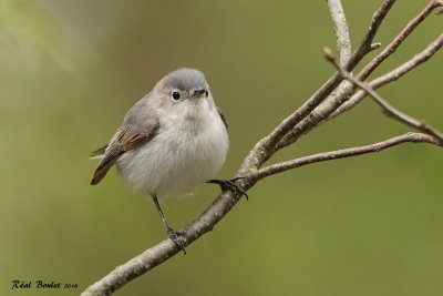 Gobemoucheron gris-bleu (Blue-gray Gnatcatcher)