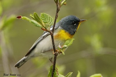 Paruline à collier (Northern Parula)